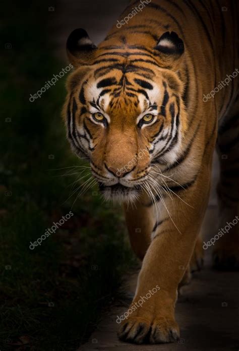 Sumatran Tiger Close Up Stock Photo By ©kesu01 92325902
