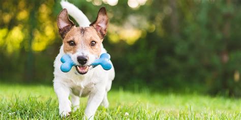 20 Best Dog Toys 2020 Fun Dog Toys For Big And Small Pets