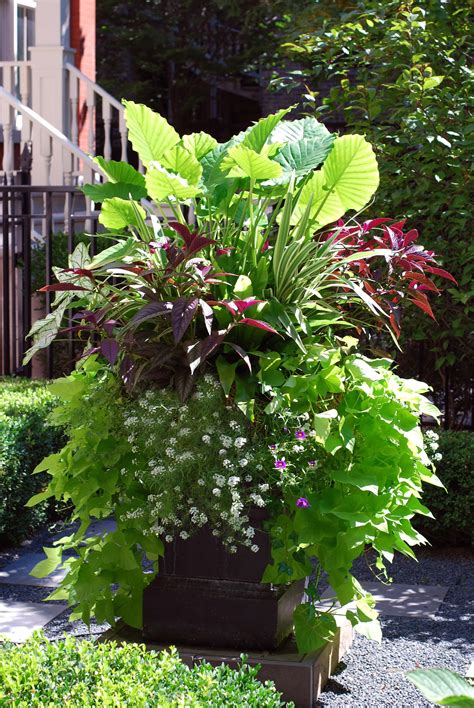 Summer Annuals ~container Garden~ Container Gardening Plants