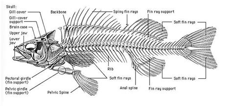 Sheppeyfish Fish Anatomy Fish Skeleton Animal Skeletons