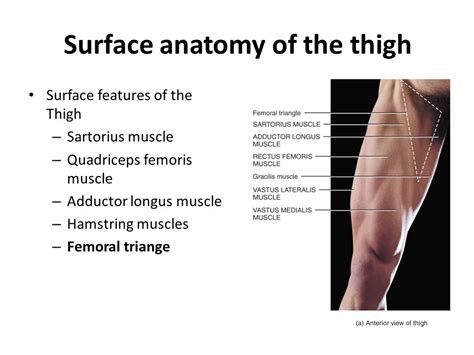 Anatomy Of Hip And Thigh Hip And Thigh Bones Joints Muscles