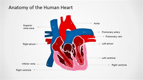 The cells have the ability to contract and relax through the complete life of the person, without ever becoming fatigued. Anatomy of the Human Heart PowerPoint Shapes - SlideModel