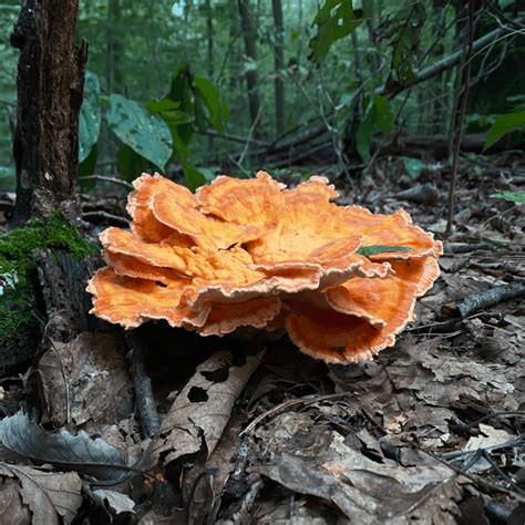 Chicken Of The Woods ~ Laetiporus Cincinnatus ~ Vics Tree Service