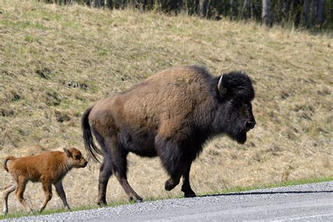 Mother And Calf Wood Bison Bison Bison Athabascae Alaska Flickr
