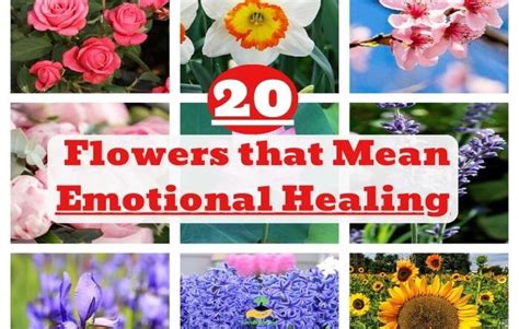 Flower Symbolic Meaning Healing Best Flower Site