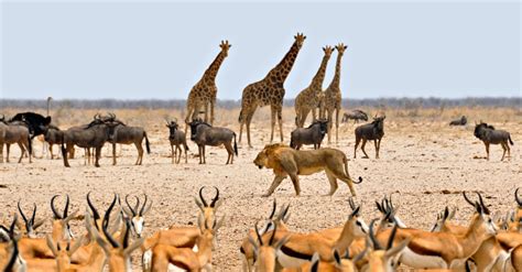South Africa Reclassifies 33 Wildlife Species Some