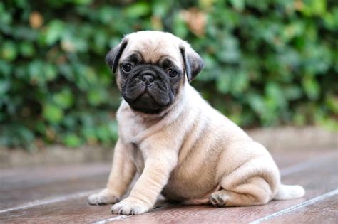 How Much Does A Pug Cost 2023 Price Guide Bubbly Pet