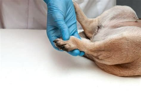 Interdigital Cysts In Dogs Causes Treatment And Prevention Tips