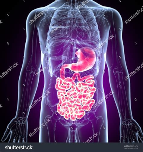 3d Illustration Human Body Digestive System Stock Illustration