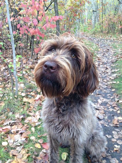 The wirehaired pointing griffon is not recommended for apartment life.will not do well left in a kennel or. Stella Wirehaired Pointing Griffon | Dogs, Griffon dog ...