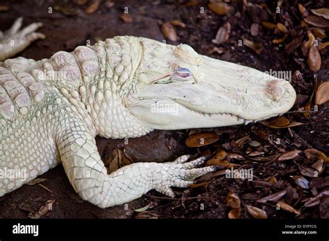 An Albino Alligator Is Seen At Alligator Farm Zoological Park In St