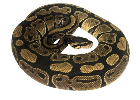 Classic Pos Red Stripe Ball Python By Royal Pythons Morphmarket