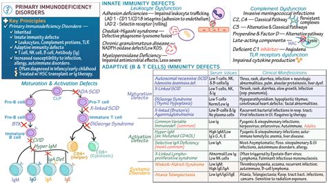 Pathology Primary Immunodeficiency Disorders Overview Ditki
