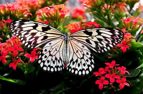 Fascinating Facts About Butterflies Owlcation