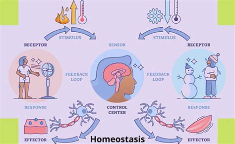 What Is Homeostasis Definition Objectives And Levels Of Homeostasis