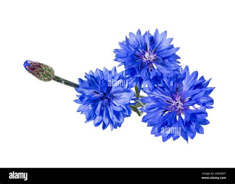 Close Up Of Blue Cornflower Flower Isolated On White Background Blue