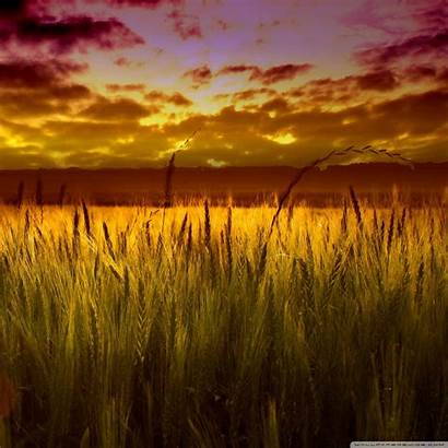 Wheat Sunset Colorful Field Tablet