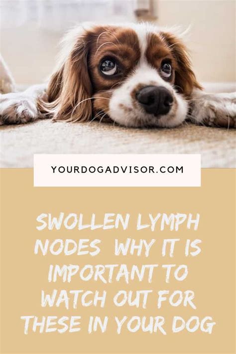 Dog Swollen Lymph Nodes Heres What To Do Your Dog Advisor