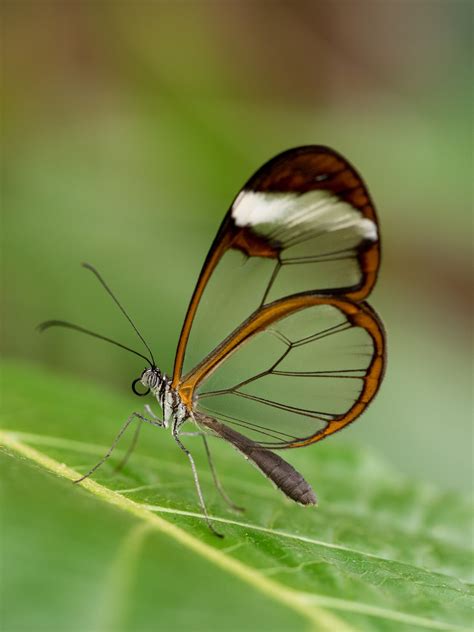 Glasswing Butterfly Glasswing Butterfly Glasswing Butterfly