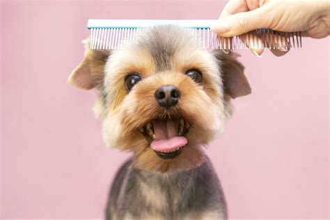 Finding The Perfect Dog Groomer For Your Dog This Dogs Life