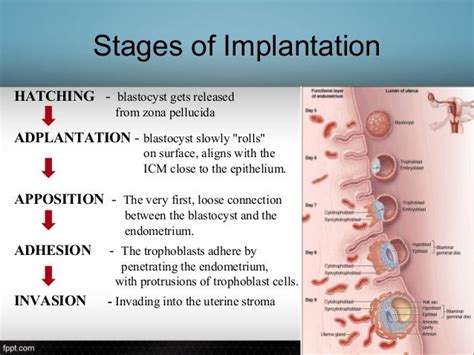 Implantation Process