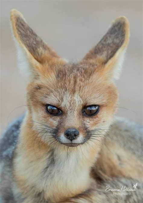 Cape Fox Pet Fox Bat Eared Fox Wild Dogs