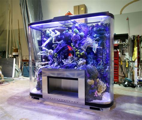 A Fish Tank Filled With Lots Of Different Types Of Marine Life