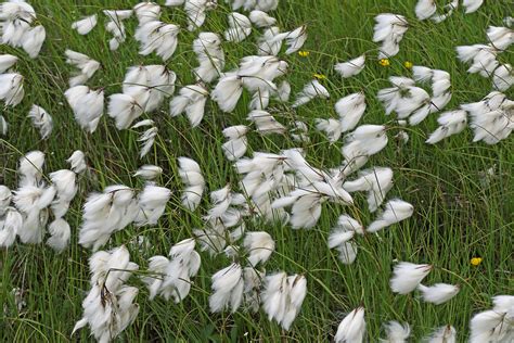 Common Cottongrass Eriophorum Angustifolium Handa Islan Flickr