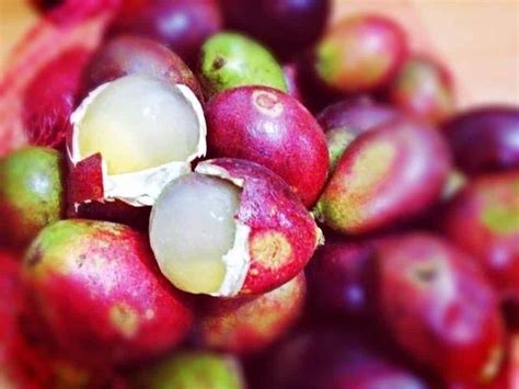 segudang manfaat buah matoa  kesehatan portalmaduracom