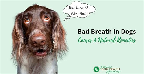 What Can I Give My Dog For Bad Breath Home Remedies To The Rescue