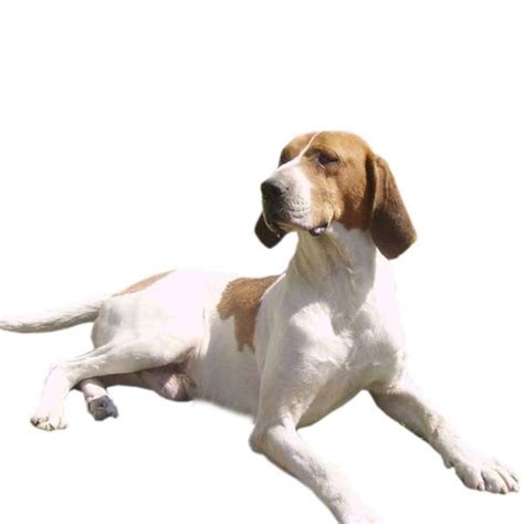 Le français blanc et orange est une race de chien d'origine française. Chien Francais Blanc et Orange - Scheda razza su cani.it