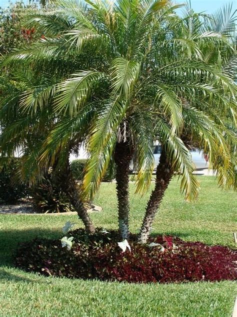 Pygmy Date Palm Know Facts And Tips To Grow And Maintain