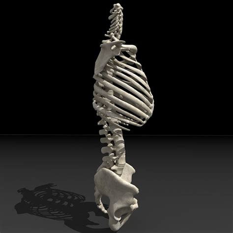 Human Torso Skeleton 3d 3ds