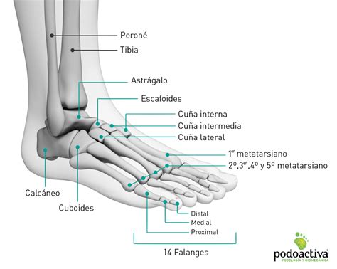 Huesos Del Pie Nombres Partes Y Funciones De Esta Anatomía ósea