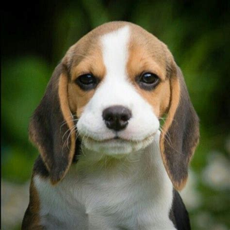 Diablorsv Instagram My Beagle Puppy Louie Smiling Beagle Puppy
