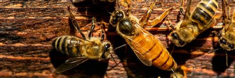Honey Bee Biology Queens Drones And Workers Dadant And Sons