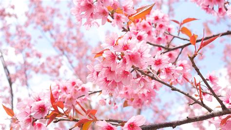 2560x1440 Cherry Blossom Tree Branches 4k 1440p Resolution Hd 4k