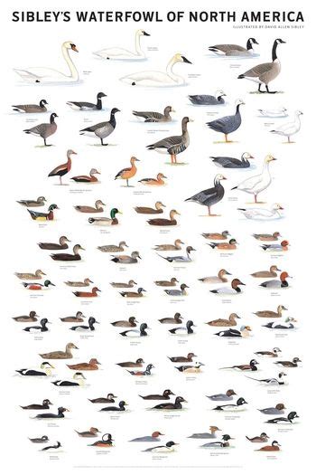Pin By Junbo Yang On Ducks Waterfowl Hunting Waterfowl