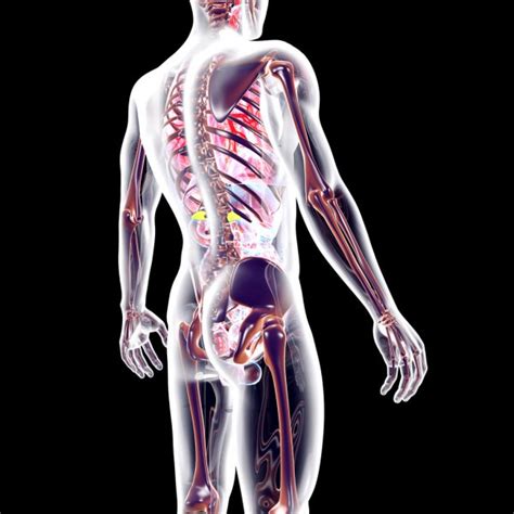 A constant dull ache in your right lower back or sharp, agonizing back pain could also come from inflammation or disease in an internal organ below your ribs. Female Lower Back Anatomy Internal Organs : Internal Organs Back View stock illustration ...