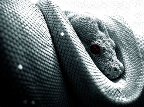3840x2160px Free Download Hd Wallpaper Snake Scales Python