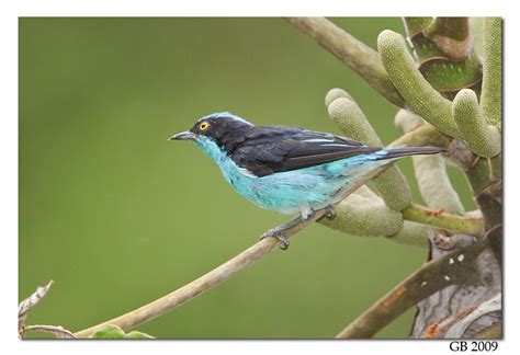 Black lores, mask, wings and tail. BLACK-FACED DACNIS