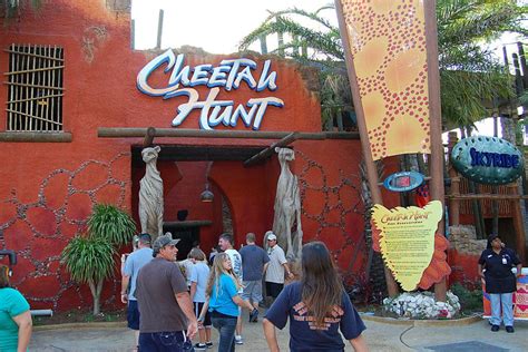 Busch Gardens To Celebrate Cheetah Birthdays Temple Terrace Fl Patch