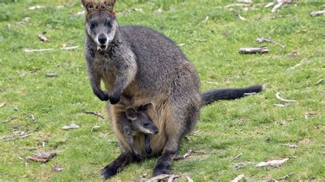 Swamp Wallabies Can Get Pregnant Even When They Are Already Pregnant