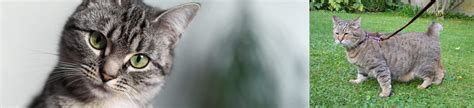 Pixie Bob Vs Domestic Shorthaired Cat Breed Comparison