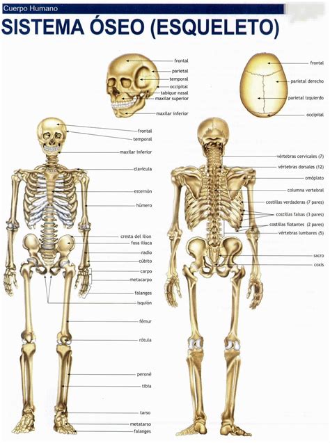 Imagen Anatomía Del Esqueleto Humano Huesos Del Cuerpo Humano