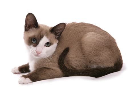 Snowshoe Cats And Kittens For Sale