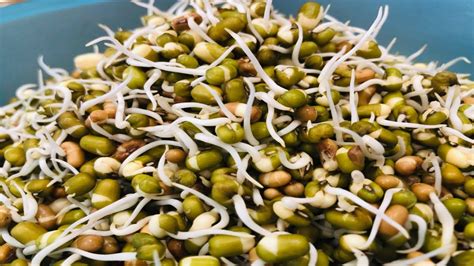 how to make sprout moong beans healthy mung seeds sprouting fangavela mag ફણગાવેલા મગ