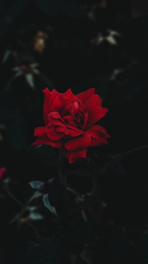 Red Rose Iphone Wallpaper 82 Images