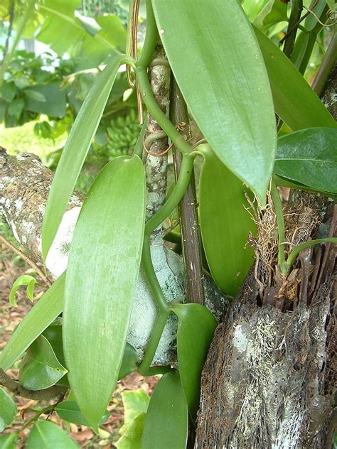 Amazon.com : Vanilla Planifolia - Spice Plant Live Orchid Vanilla Bean Flower From ...