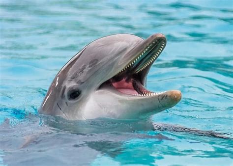 Photos Meet The Ocean Animals With The Wildest Teeth Oceana Usa